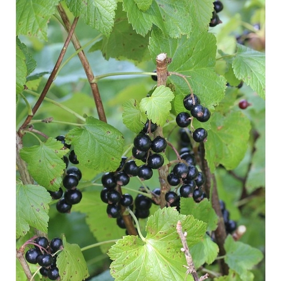 Picture of Bağdat Baharat Kuş Üzümü 40 gr