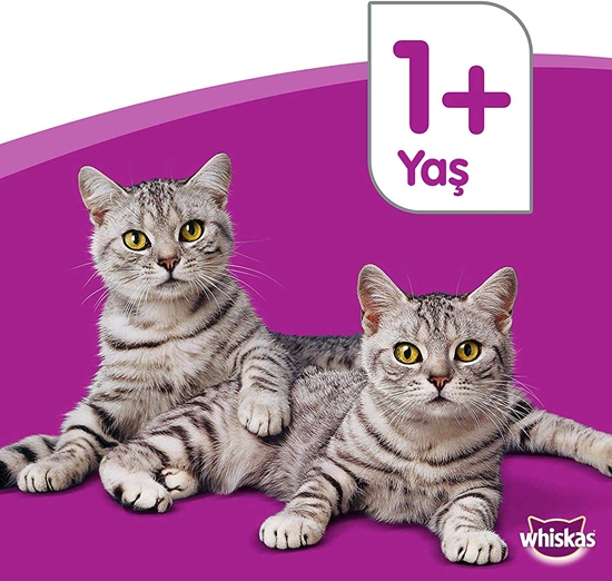 	whiskas, kedi maması, hayvan maması, kuru kedi maması, yaş kedi maması, poşet kedi maması, etli kedi maması, hayvansal gıda kedi maması, tahılsız kedi maması, kedi maması satın al, kedi maması fiyatları, toptan kedi maması	